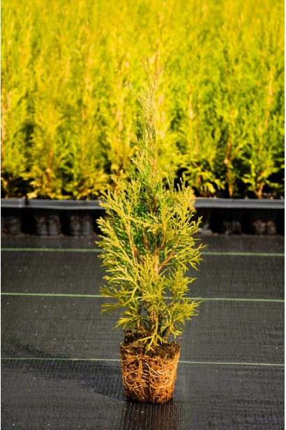 Thuja occidentalis `Golden Brabant`